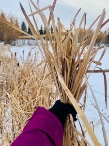 cat tails for making paper